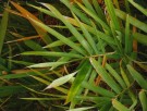 Live Plant Image