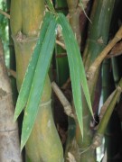 Live Plant Image