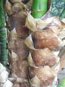 Live Plant Image