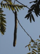 Live Plant Image