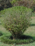 Live Plant Image
