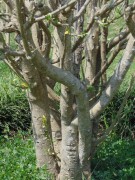 Live Plant Image