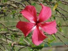 Live Plant Image