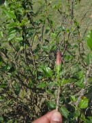 Live Plant Image