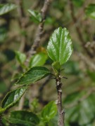 Live Plant Image