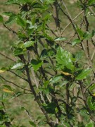 Live Plant Image