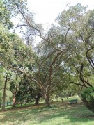 Live Plant Image