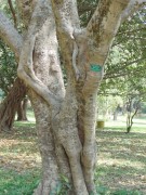 Live Plant Image