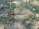 Live Plant Image