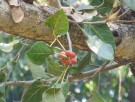 Live Plant Image