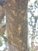Live Plant Image