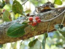 Live Plant Image