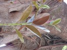 Live Plant Image