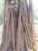 Live Plant Image