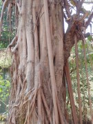 Live Plant Image