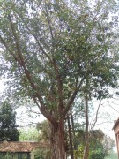 Live Plant Image