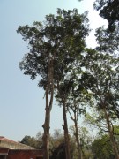 Live Plant Image
