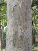 Live Plant Image