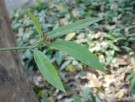 Live Plant Image