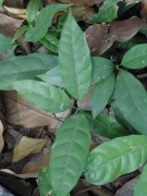 Live Plant Image