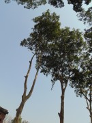 Live Plant Image