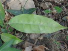 Live Plant Image
