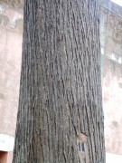 Live Plant Image