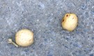 Live Plant Image