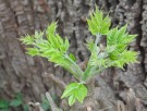 Live Plant Image
