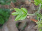 Live Plant Image