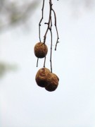 Live Plant Image