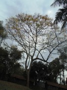 Live Plant Image