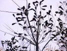 Live Plant Image