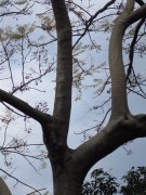 Live Plant Image