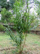 Live Plant Image