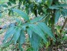 Live Plant Image
