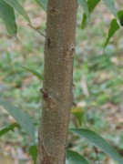 Live Plant Image