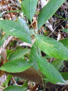 Live Plant Image