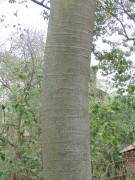 Live Plant Image