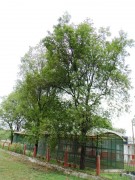 Live Plant Image