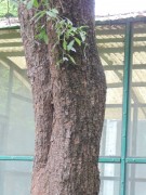 Live Plant Image