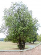 Live Plant Image