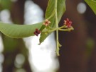 Live Plant Image