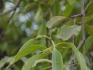 Live Plant Image