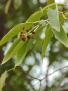 Live Plant Image