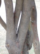 Live Plant Image