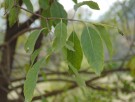 Live Plant Image