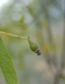 Live Plant Image
