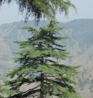 Live Plant Image