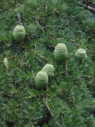 Live Plant Image